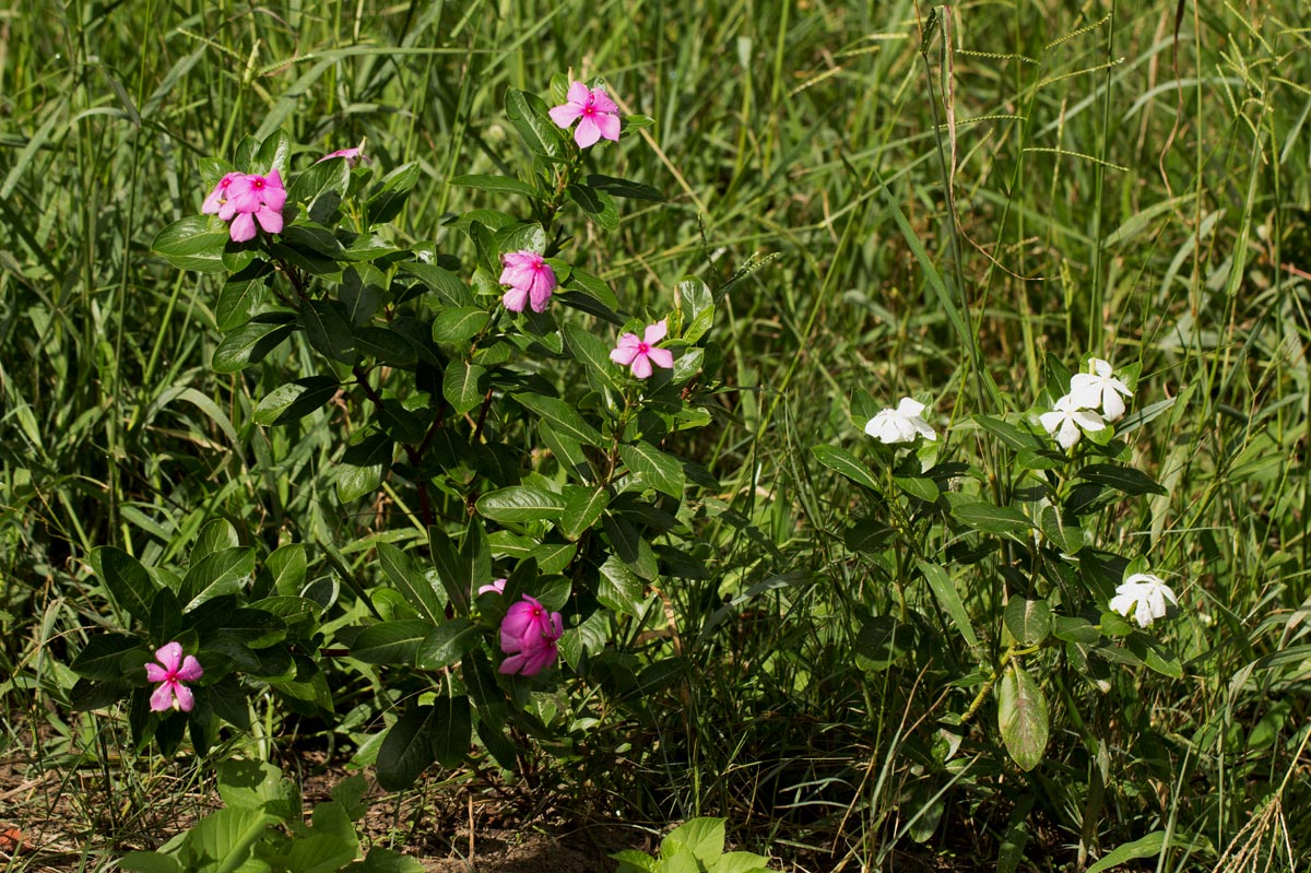 Catharanthus roseus Catharanthus roseus