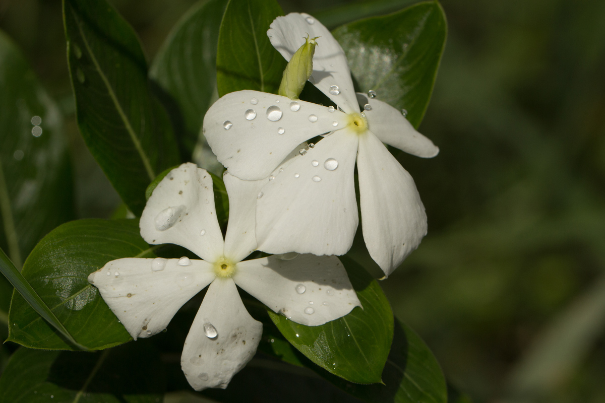 Catharanthus roseus Catharanthus roseus