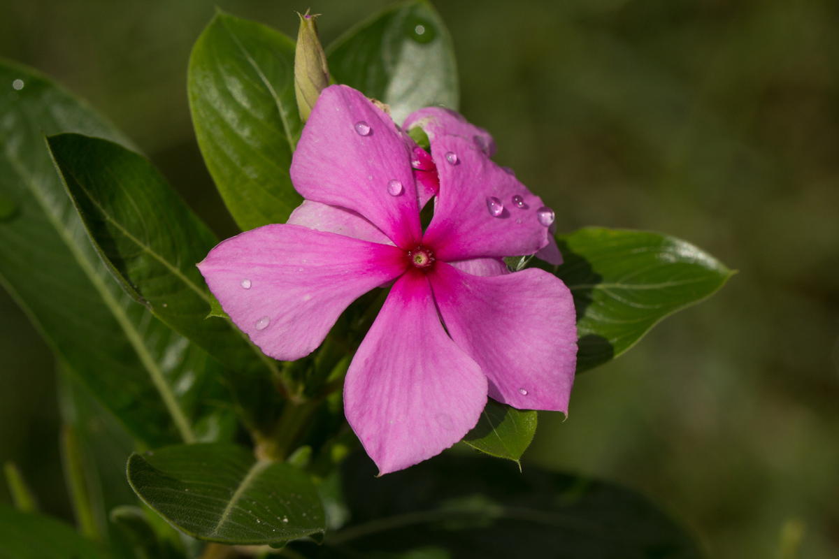 Catharanthus roseus Catharanthus roseus