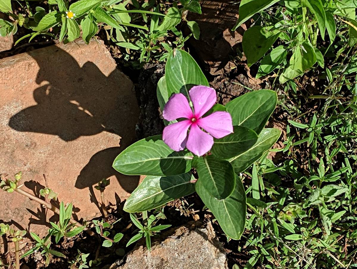 Catharanthus roseus Catharanthus roseus