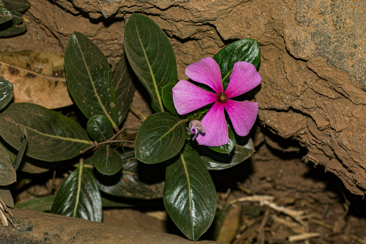 Catharanthus roseus Catharanthus roseus