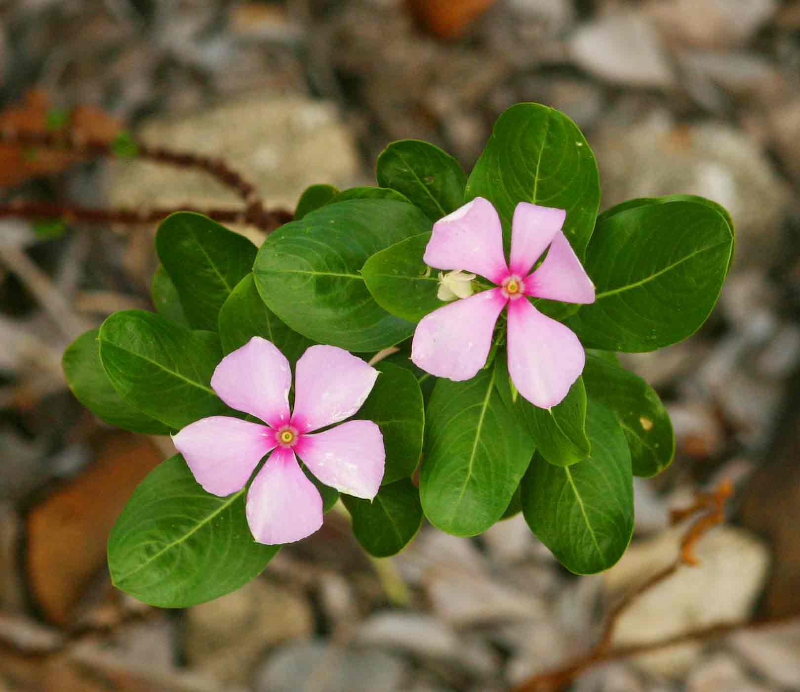 Catharanthus roseus Catharanthus roseus