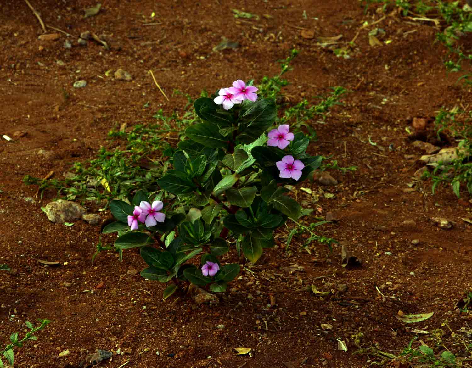 Catharanthus roseus Catharanthus roseus