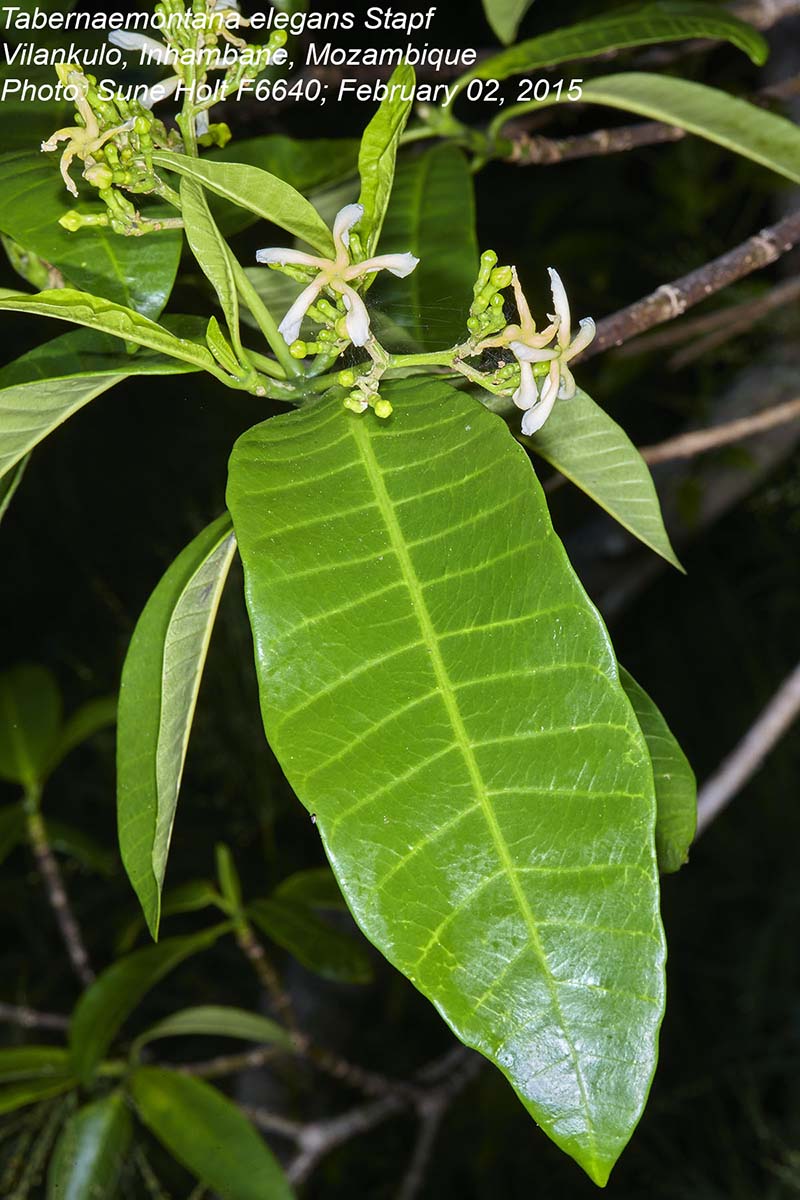 Tabernaemontana elegans Tabernaemontana elegans