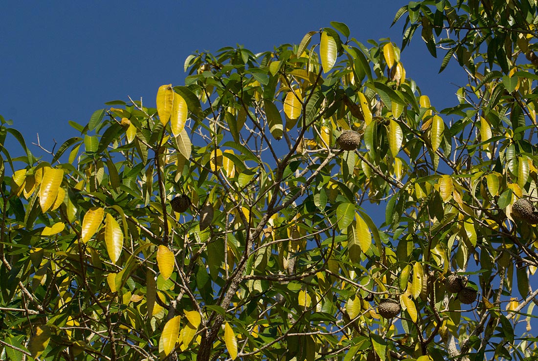 Tabernaemontana elegans Tabernaemontana elegans