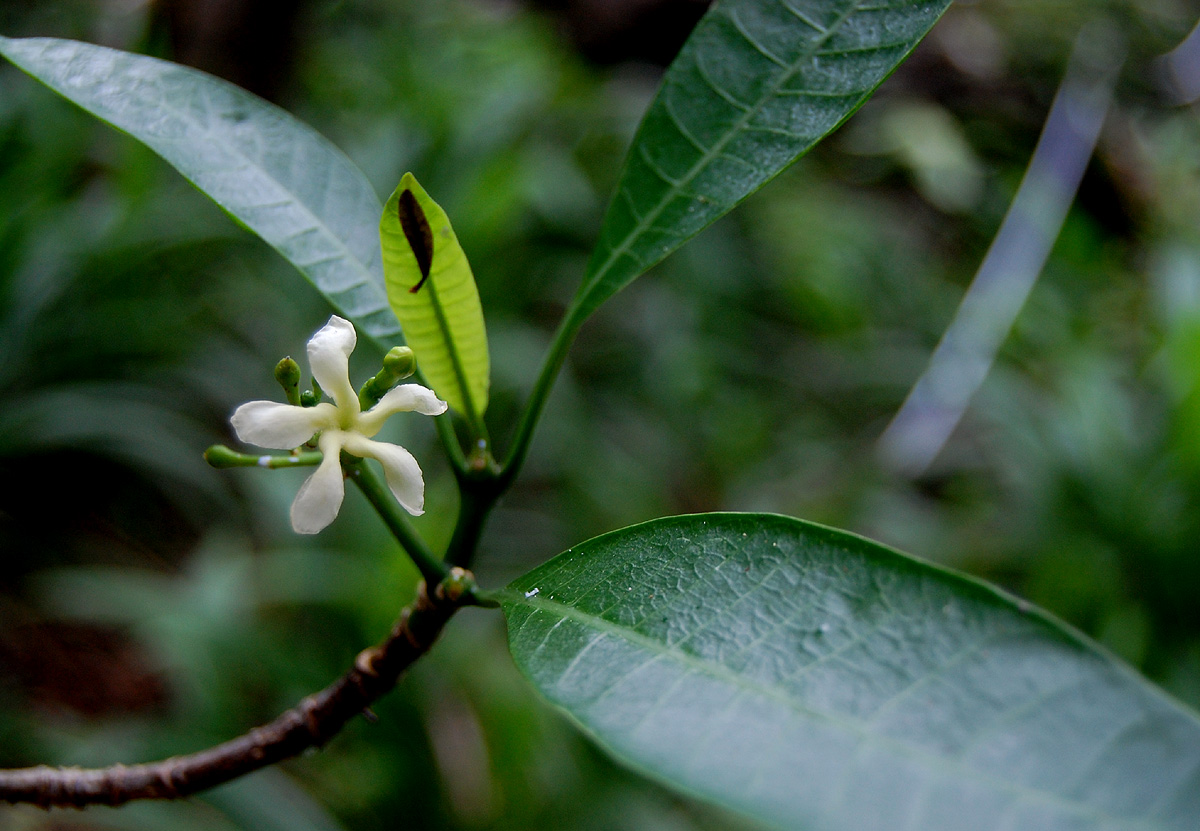 Tabernaemontana elegans Tabernaemontana elegans