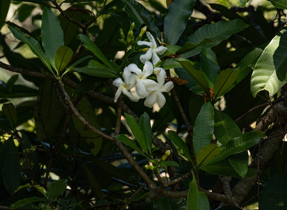 Tabernaemontana stapfiana Tabernaemontana stapfiana