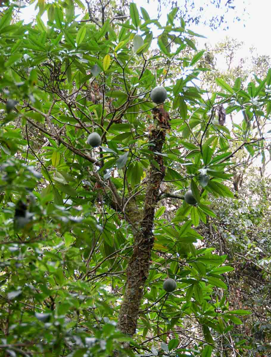 Tabernaemontana stapfiana Tabernaemontana stapfiana