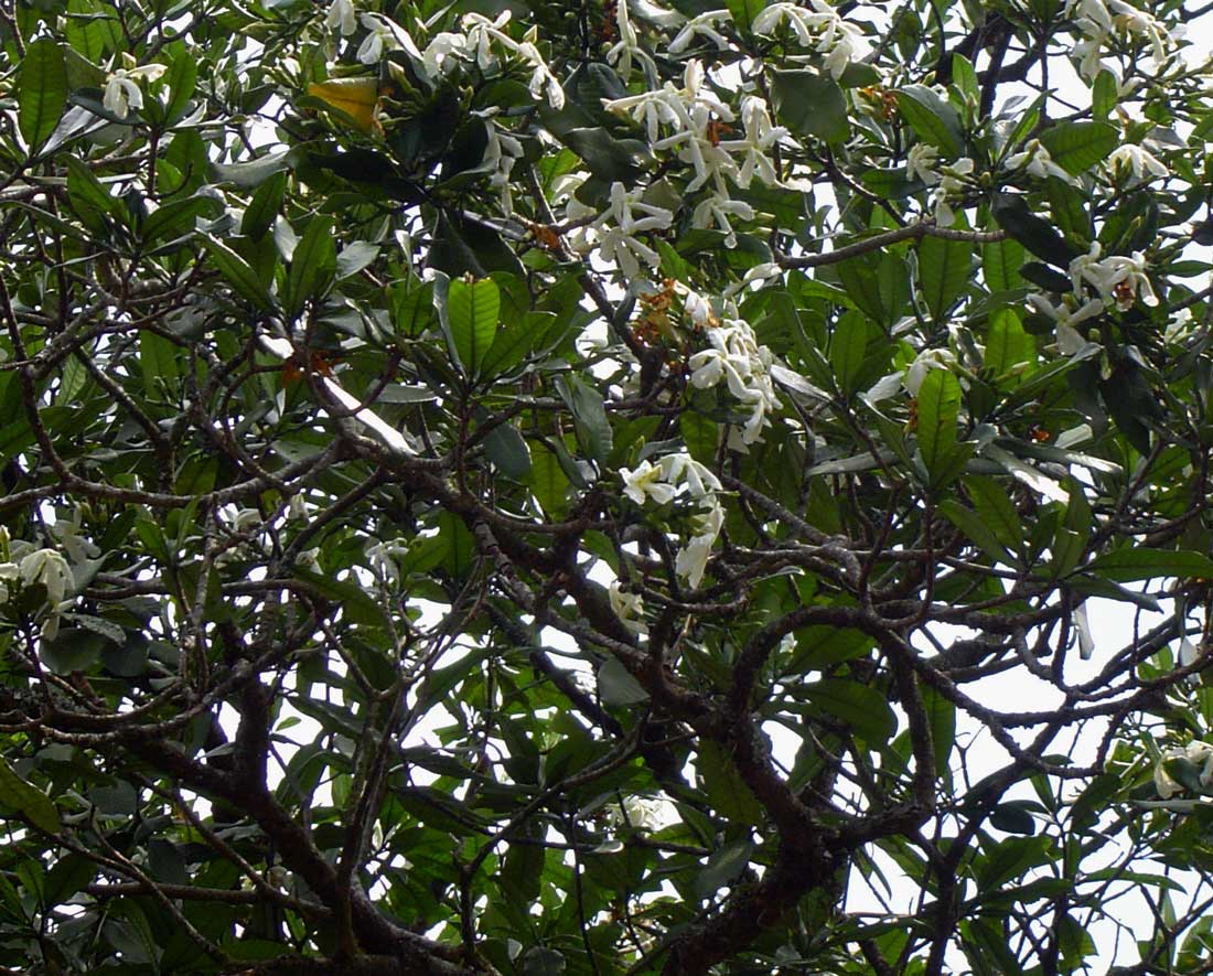 Tabernaemontana stapfiana Tabernaemontana stapfiana