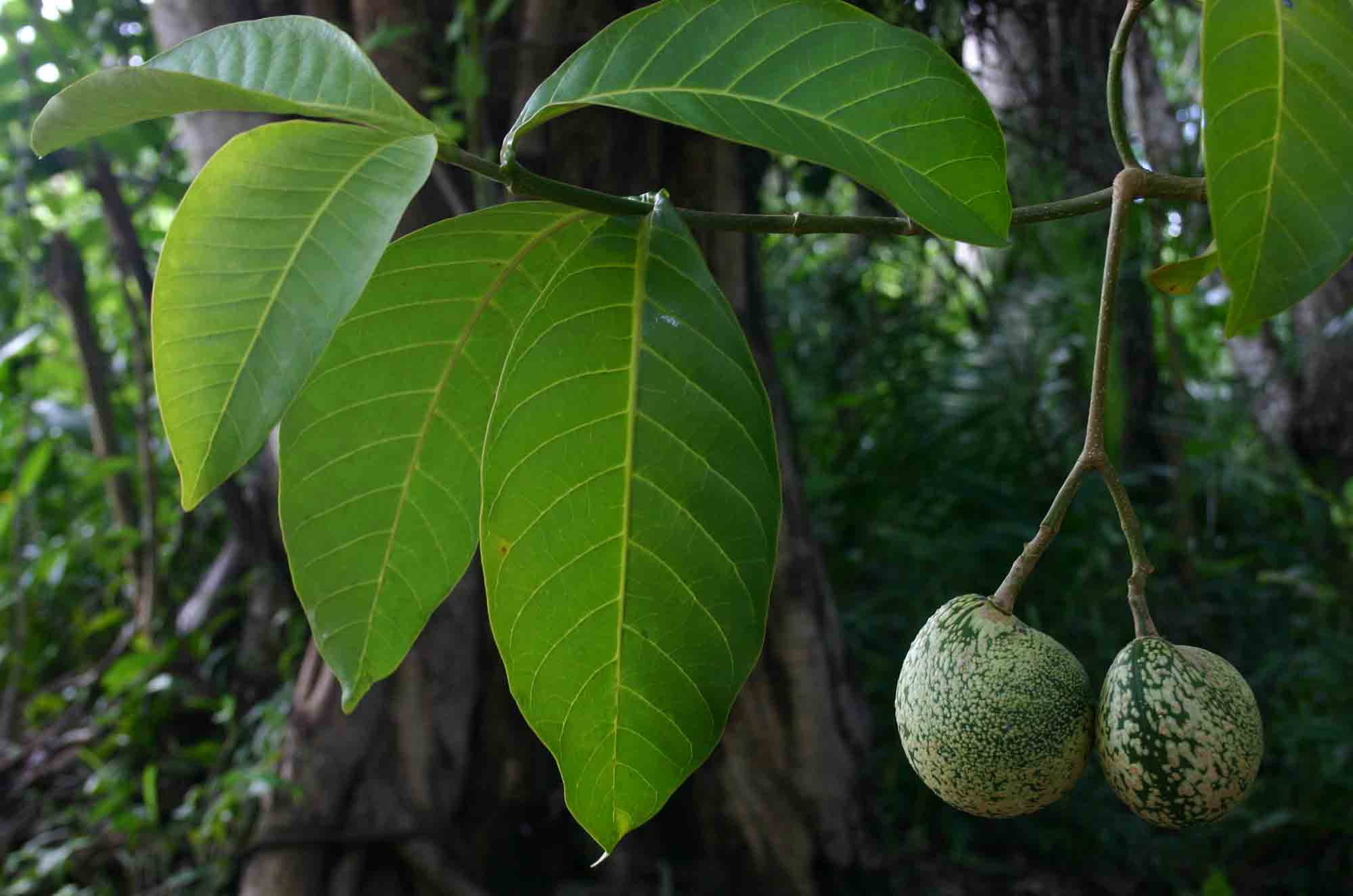 Voacanga africana Voacanga africana