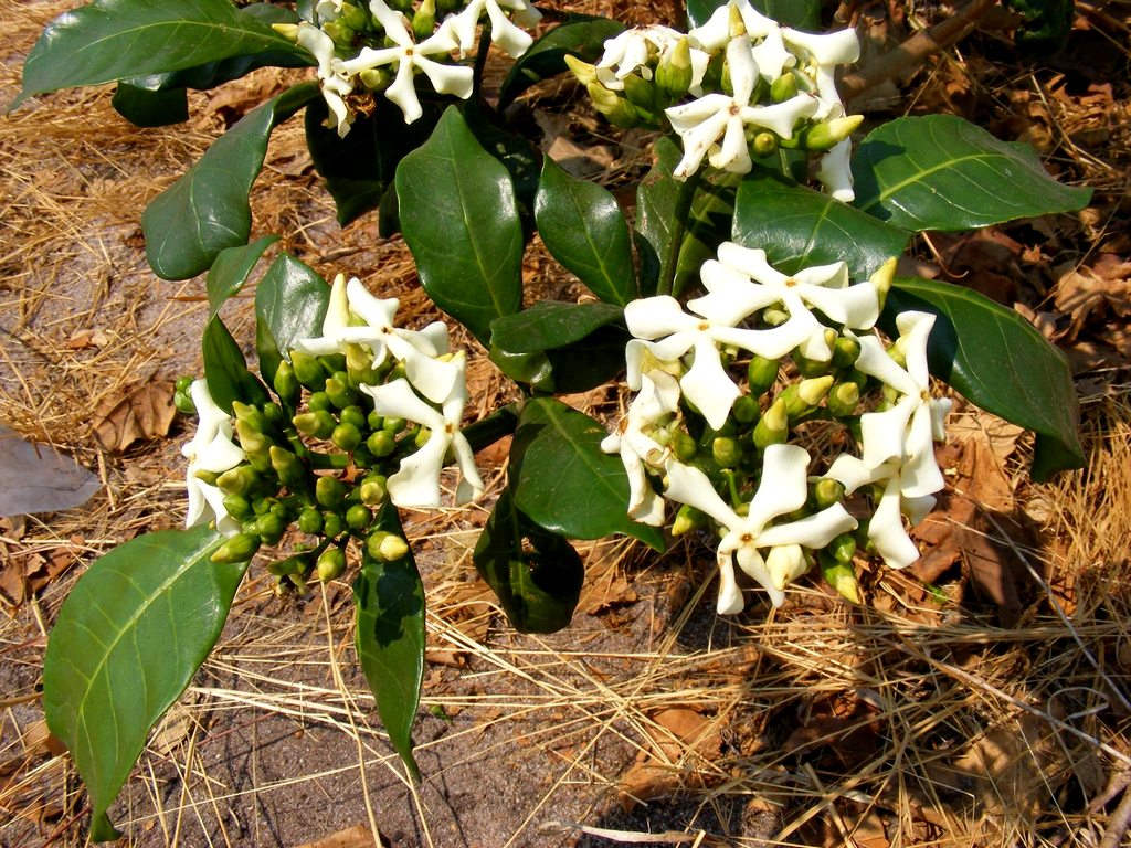 Voacanga africana Voacanga africana