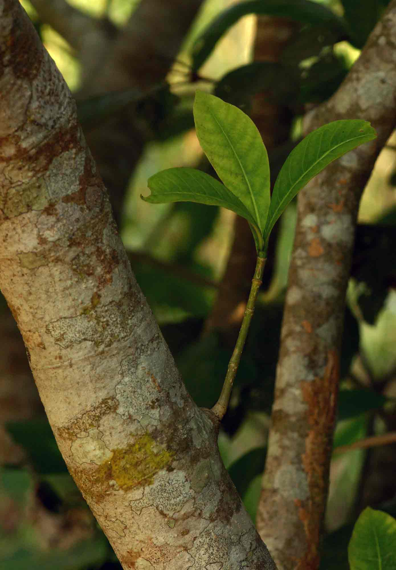 Voacanga africana Voacanga africana