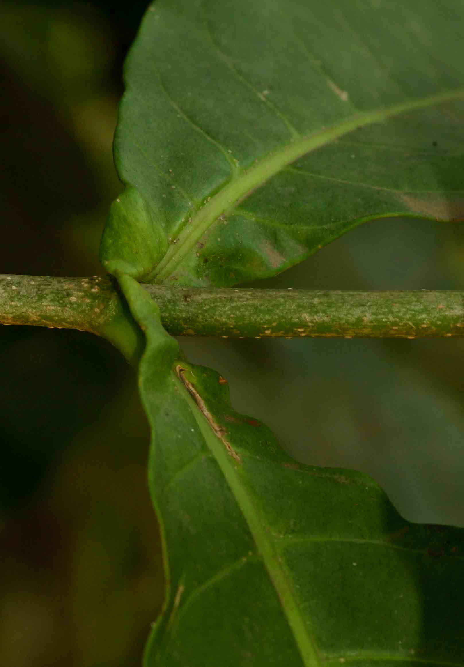 Voacanga africana Voacanga africana