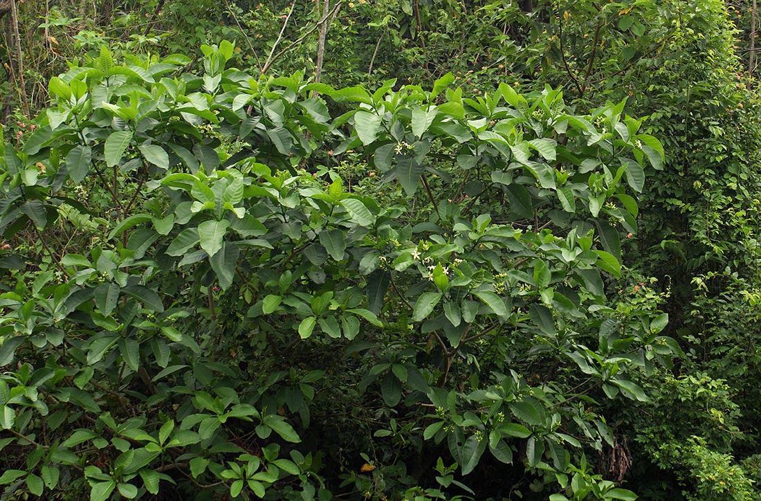 Voacanga africana Voacanga africana