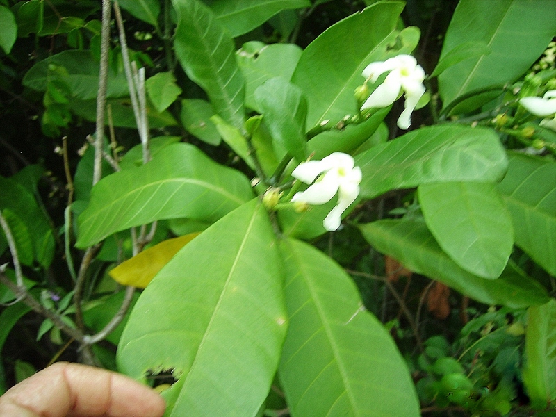 Voacanga africana Voacanga africana