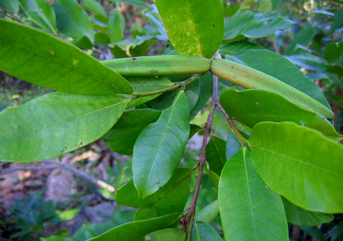 Mascarenhasia arborescens Mascarenhasia arborescens