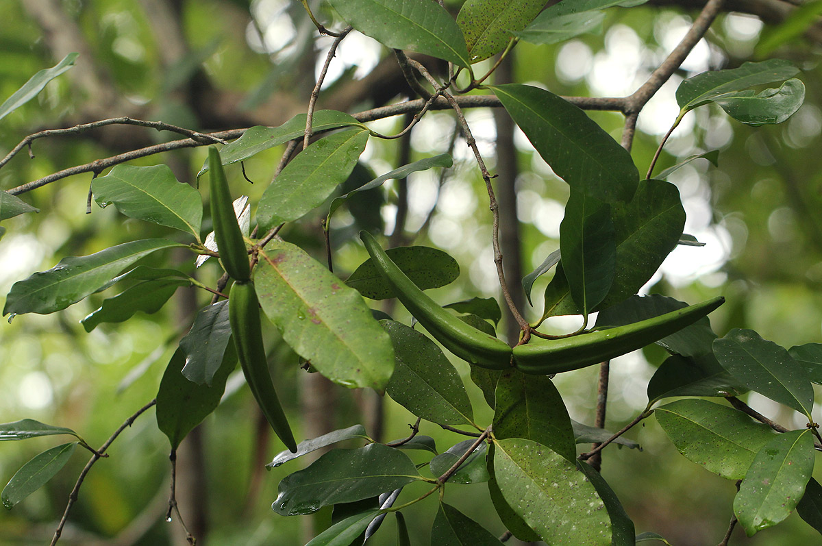 Mascarenhasia arborescens Mascarenhasia arborescens