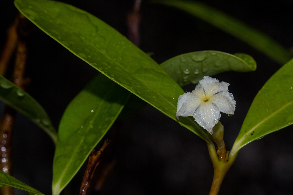 Mascarenhasia arborescens Mascarenhasia arborescens