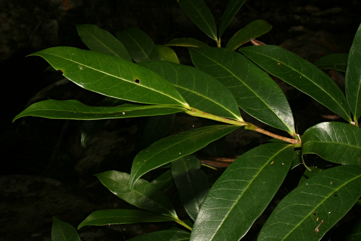 Mascarenhasia arborescens