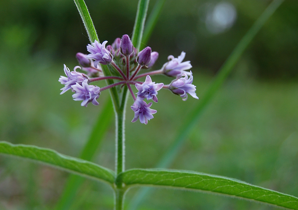Margaretta rosea subsp. whytei Margaretta rosea subsp. whytei