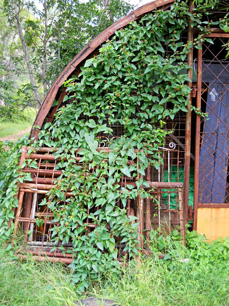 Pentarrhinum insipidum Pentarrhinum insipidum