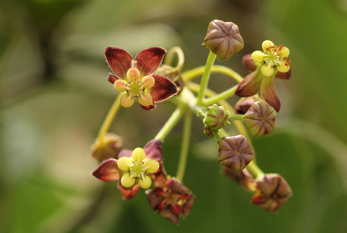 Pentarrhinum insipidum Pentarrhinum insipidum