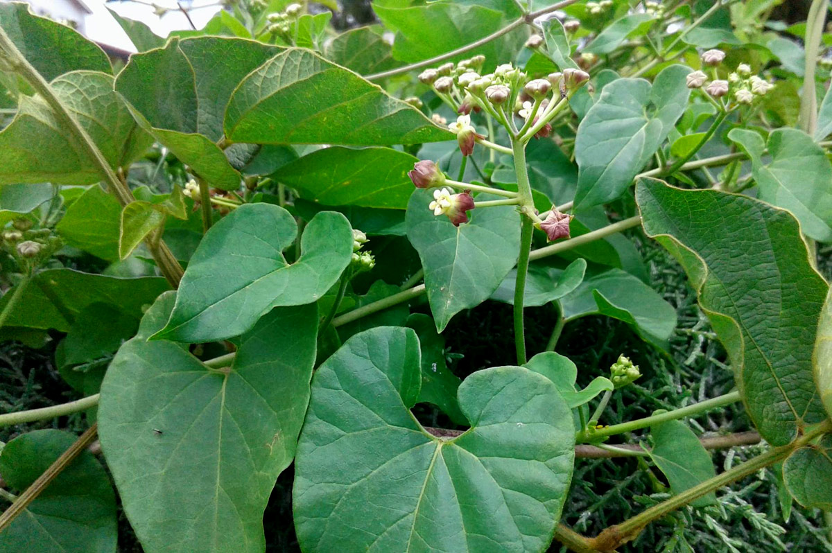 Pentarrhinum insipidum Pentarrhinum insipidum