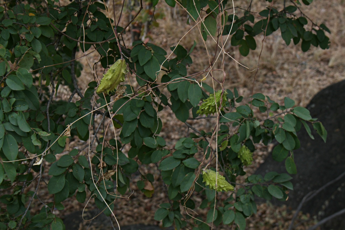 Pentarrhinum insipidum Pentarrhinum insipidum