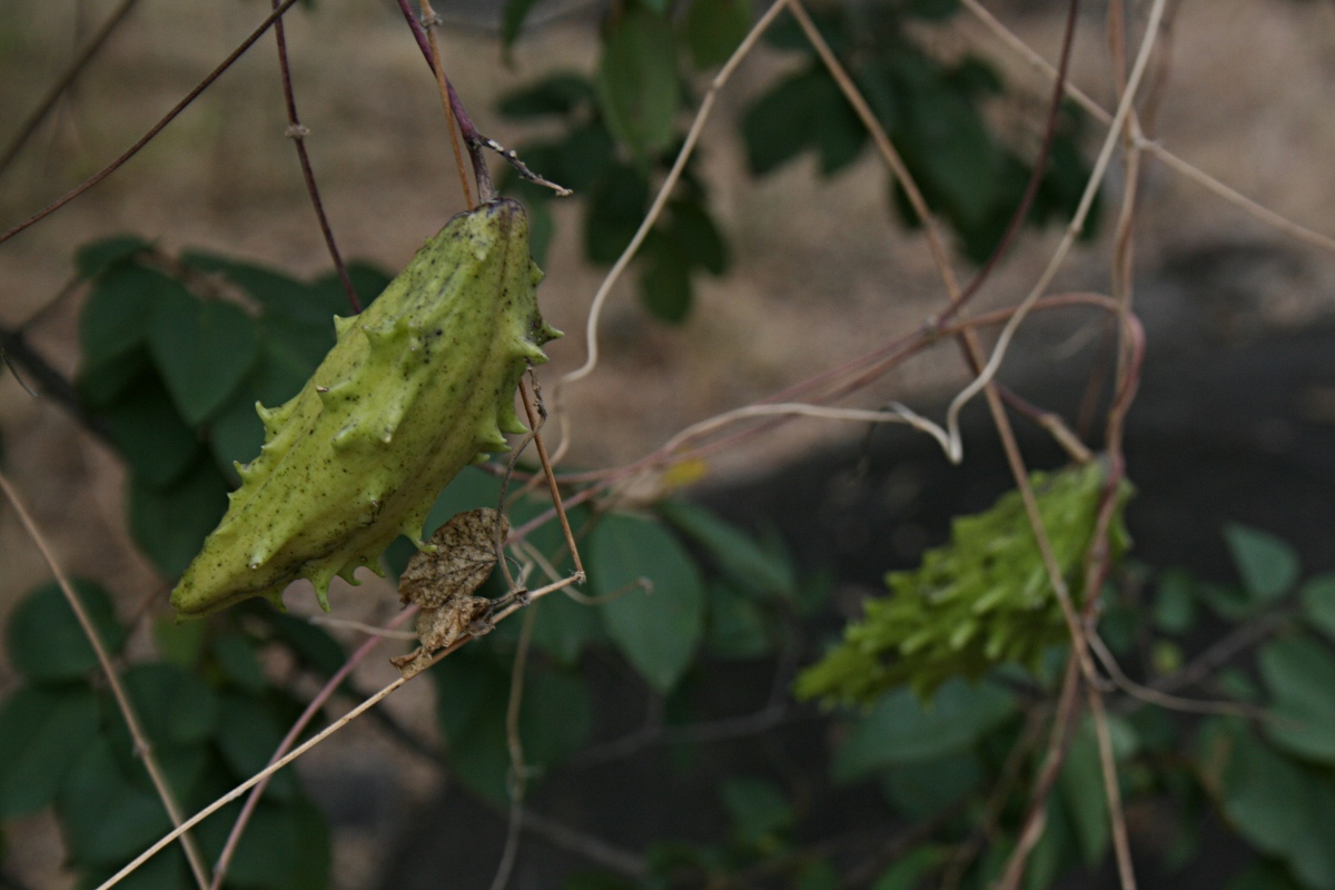 Pentarrhinum insipidum Pentarrhinum insipidum