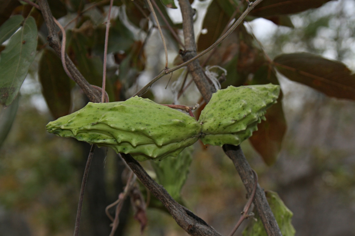 Pentarrhinum insipidum Pentarrhinum insipidum