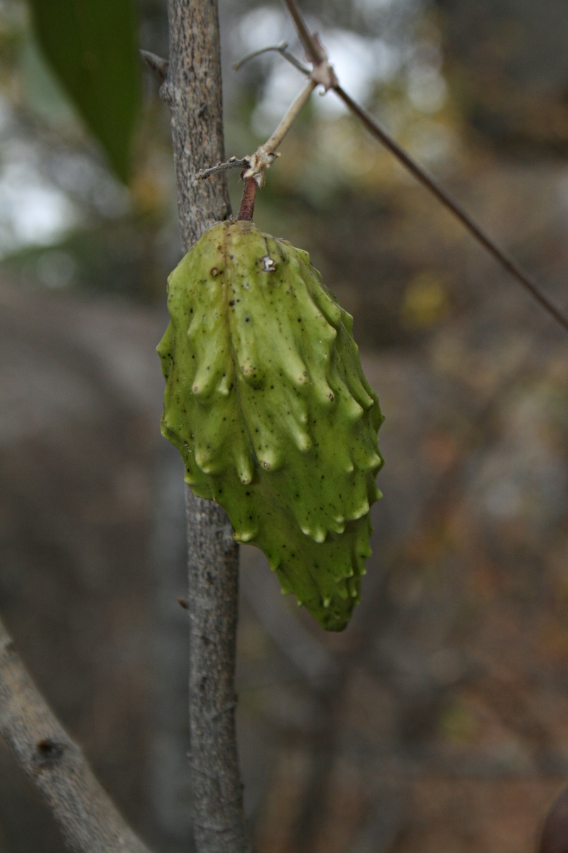 Pentarrhinum insipidum Pentarrhinum insipidum