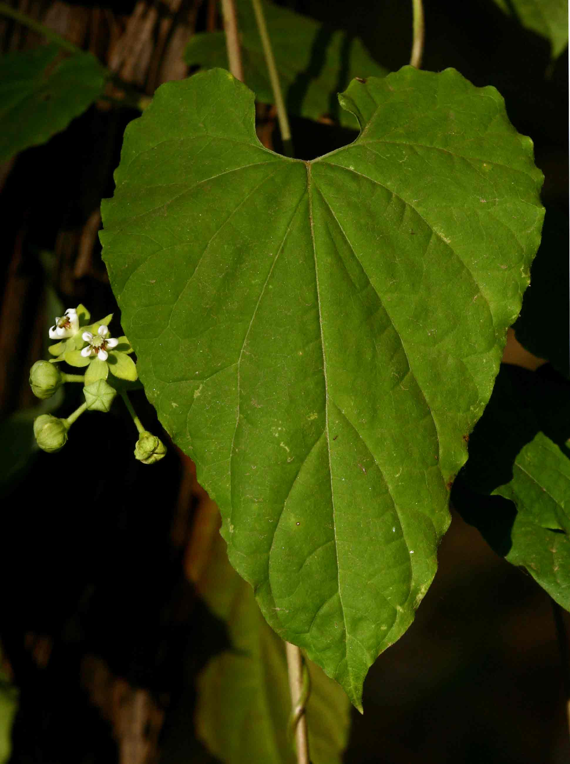 Pentarrhinum insipidum Pentarrhinum insipidum