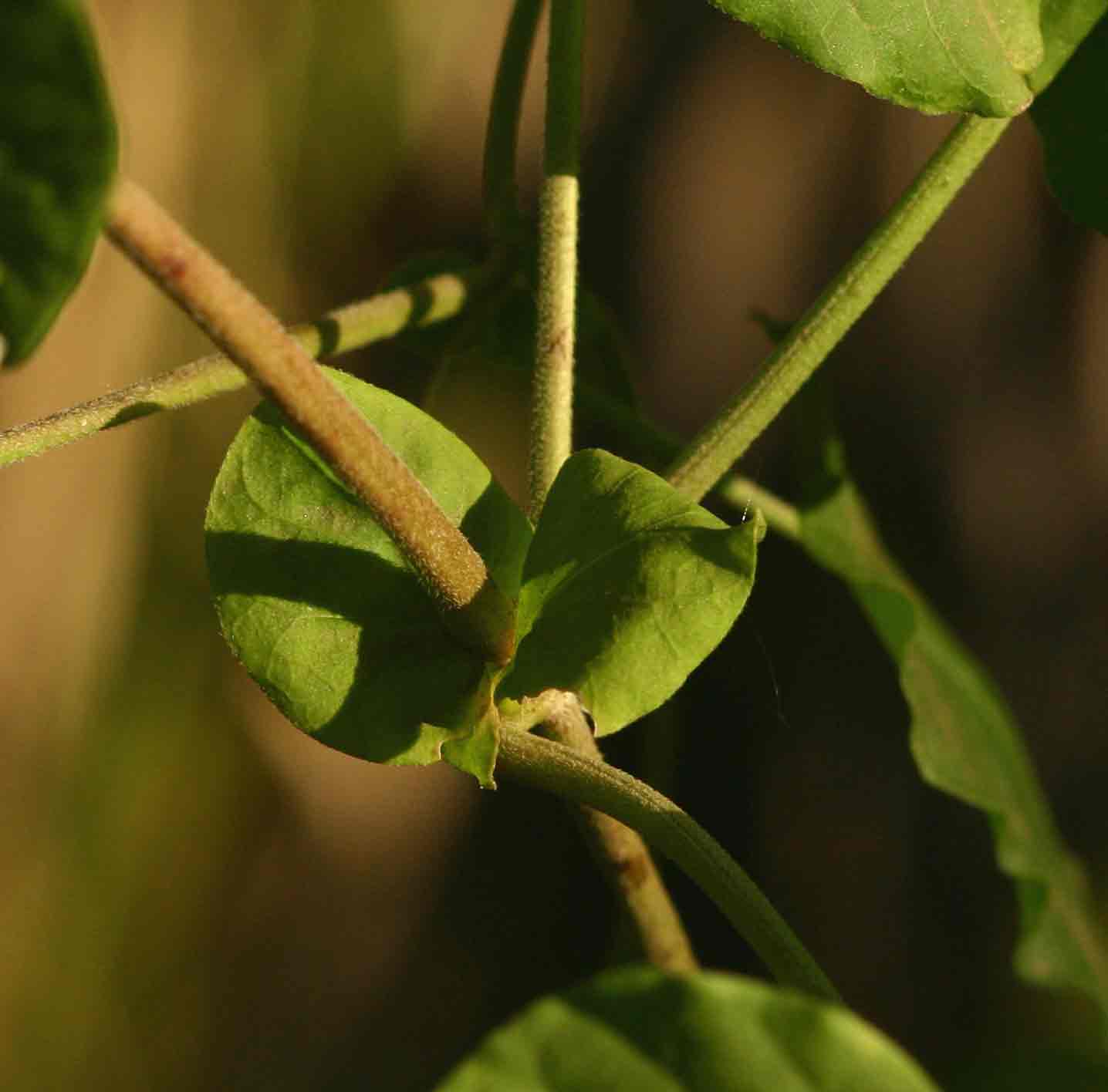 Pentarrhinum insipidum Pentarrhinum insipidum