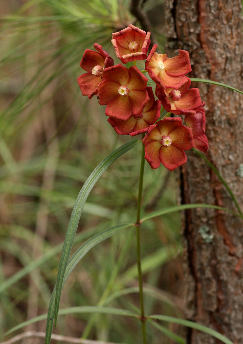 Glossostelma carsonii Glossostelma carsonii
