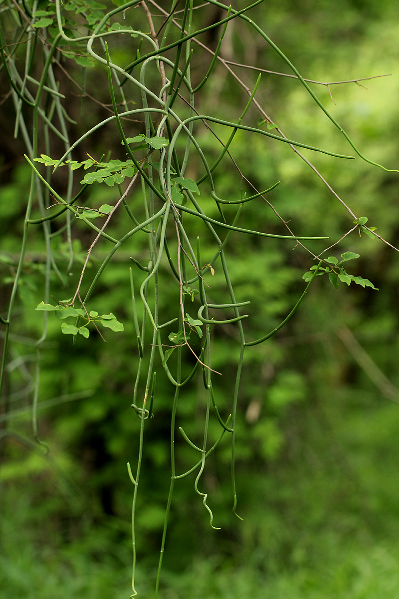 Cynanchum viminale subsp. suberosum Cynanchum viminale subsp. suberosum