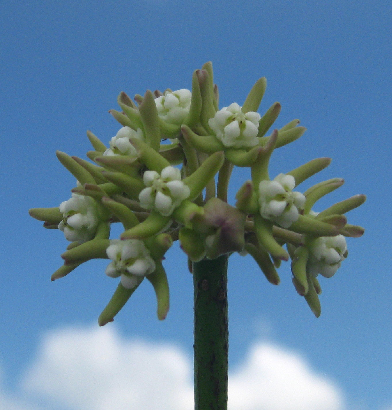 Cynanchum viminale subsp. suberosum Cynanchum viminale subsp. suberosum