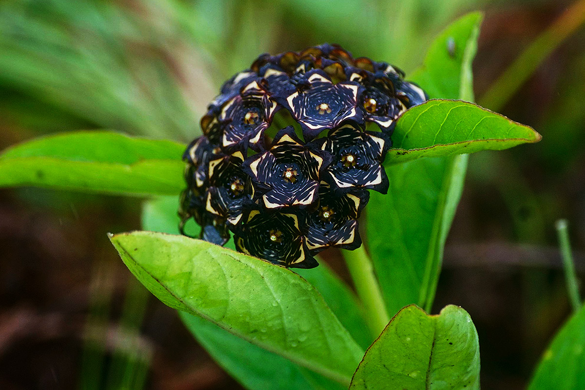Ceropegia buchananii Ceropegia buchananii