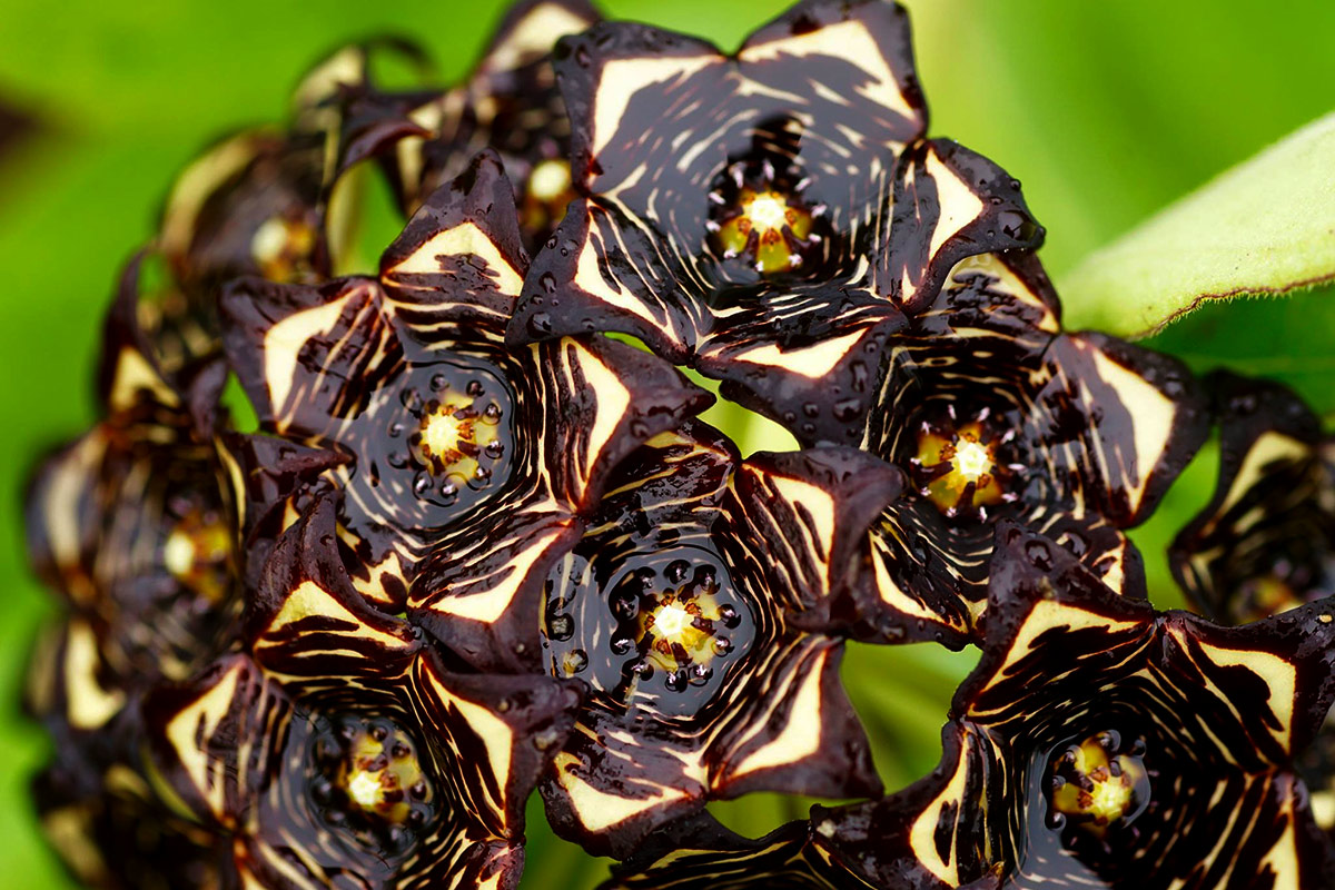Ceropegia buchananii Ceropegia buchananii