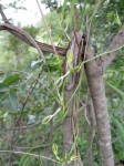 Ceropegia stenantha