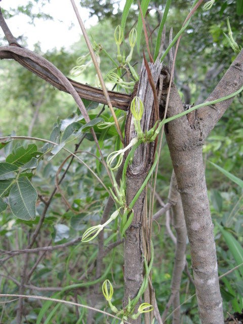Ceropegia stenantha Ceropegia stenantha