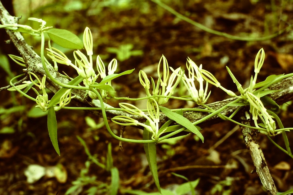 Ceropegia stenantha Ceropegia stenantha
