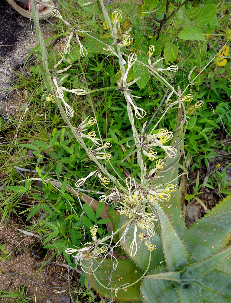 Ceropegia stenantha Ceropegia stenantha