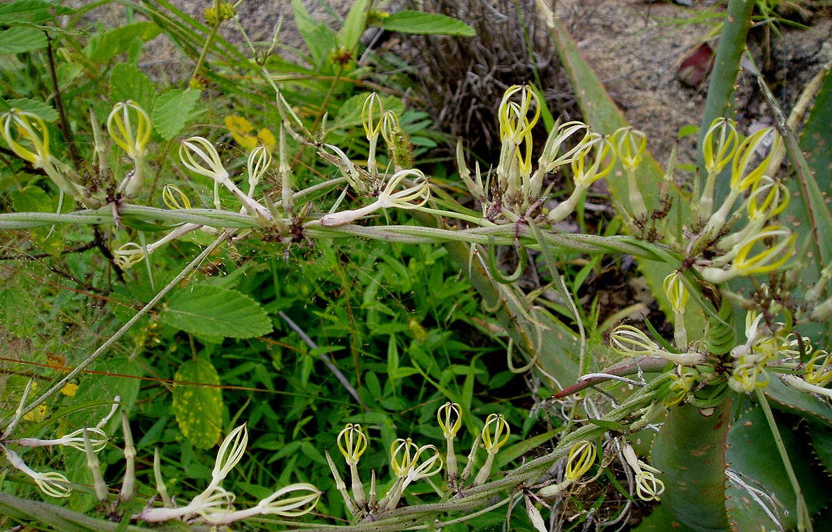 Ceropegia stenantha Ceropegia stenantha