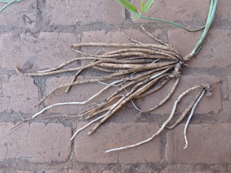 Ceropegia stenantha Ceropegia stenantha