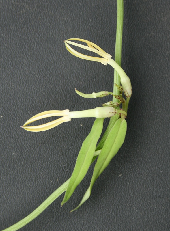 Ceropegia stenantha Ceropegia stenantha