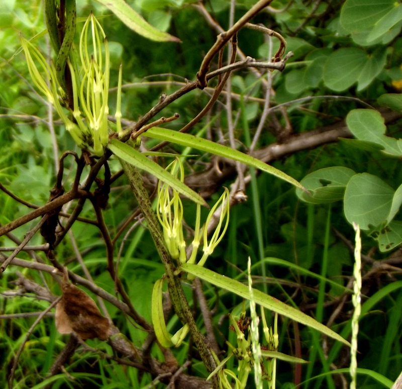 Ceropegia stenantha Ceropegia stenantha
