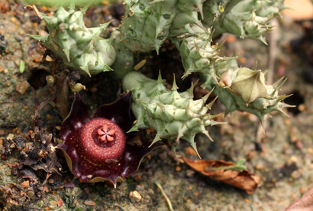 Duvalia polita var. polita Duvalia polita var. polita