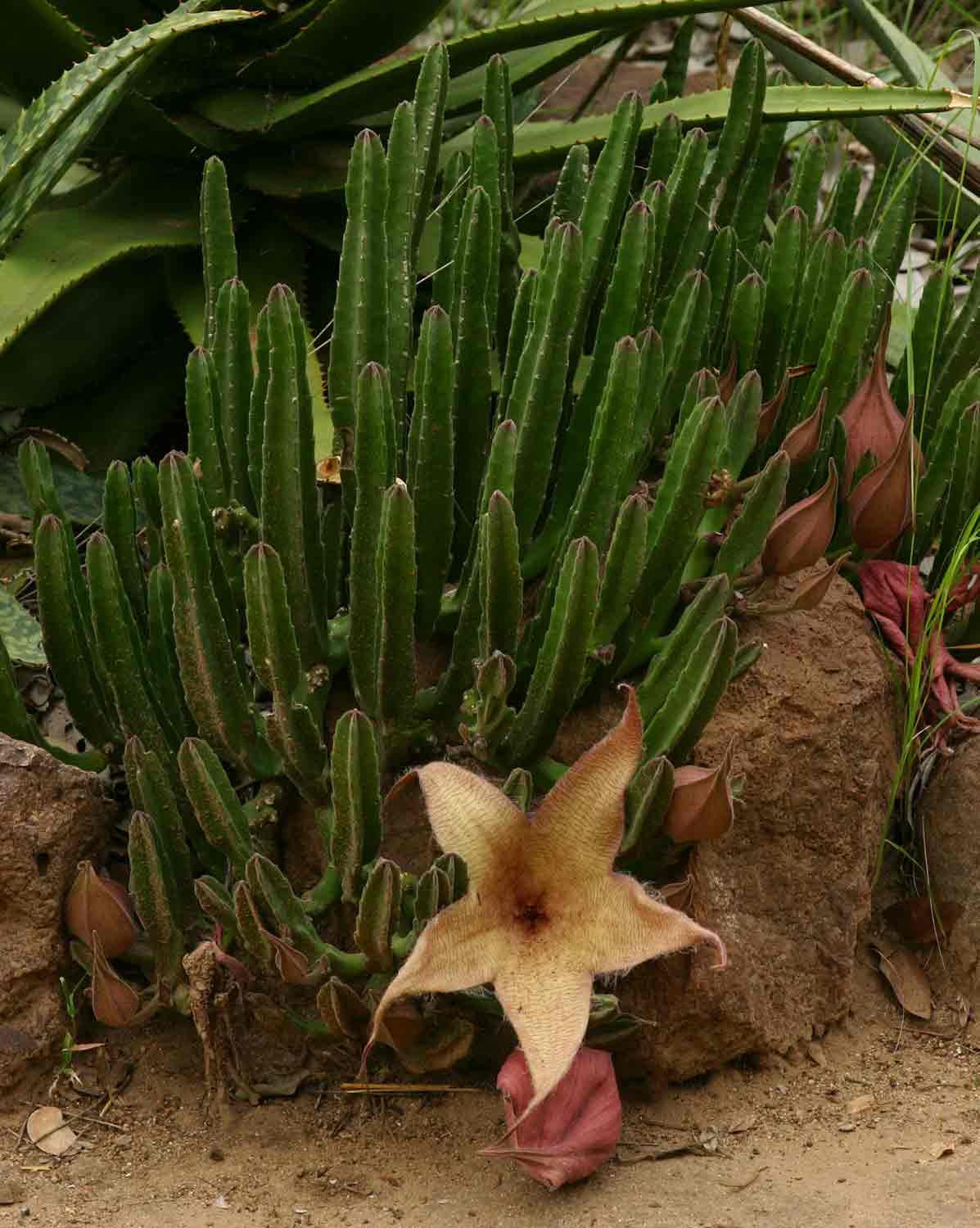 Stapelia gigantea Stapelia gigantea