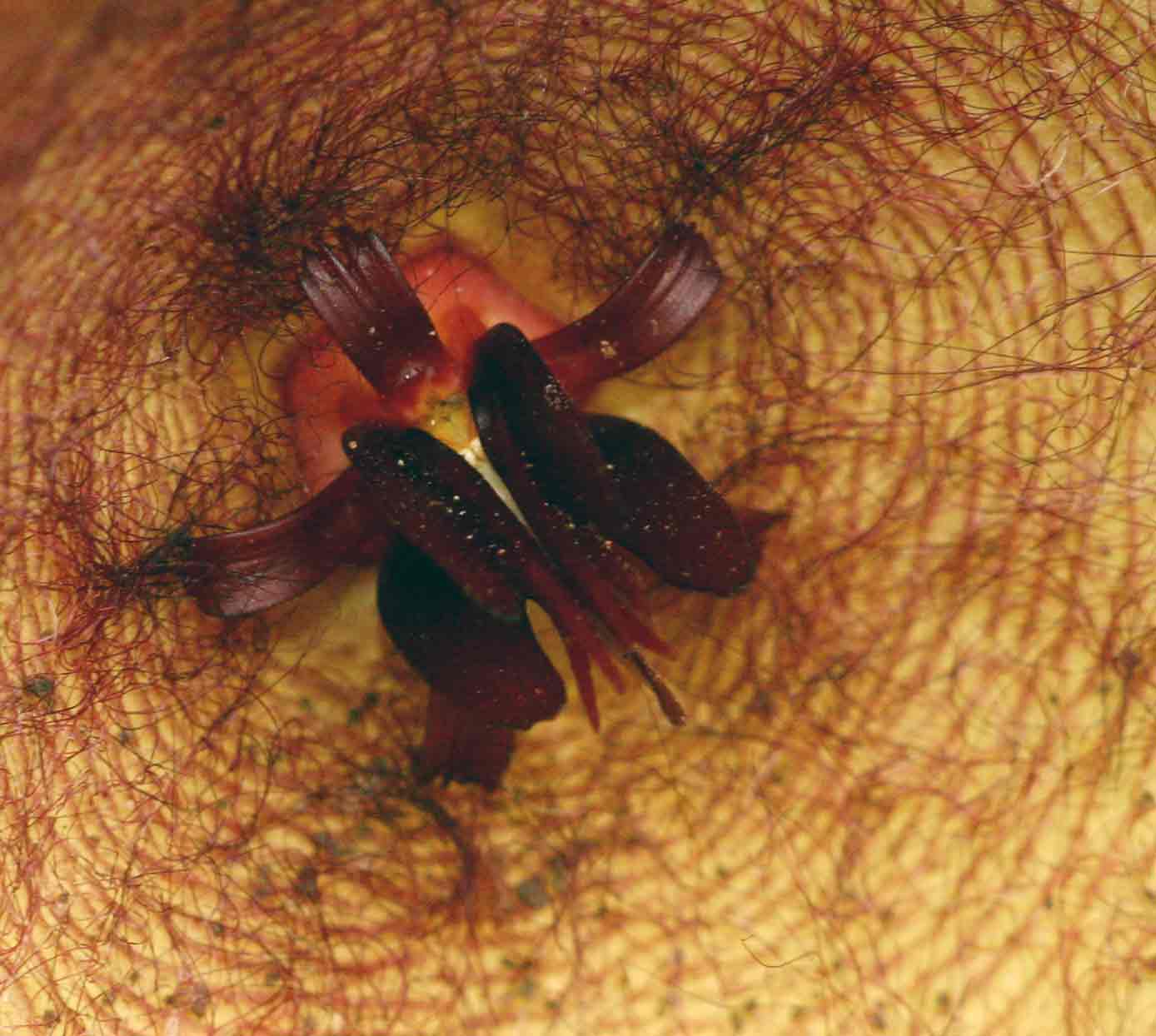 Stapelia gigantea Stapelia gigantea