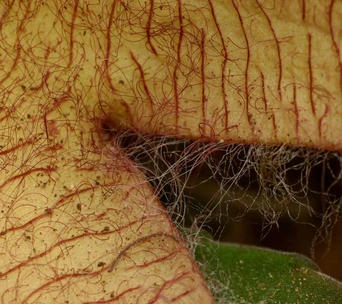 Stapelia gigantea Stapelia gigantea